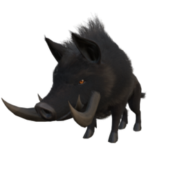 The boar, standing proud and unconcerned